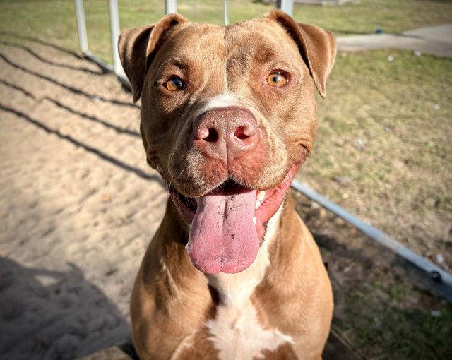 SALLY, Adoptable, Adult Female Staffordshire Bull Terrier.