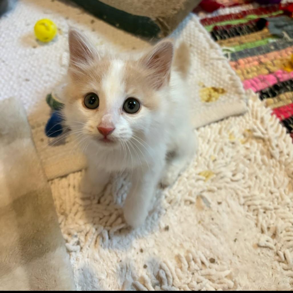 Enlarge William, a Adoptable Domestic Short Hair in Mondovi, WI image 1/1