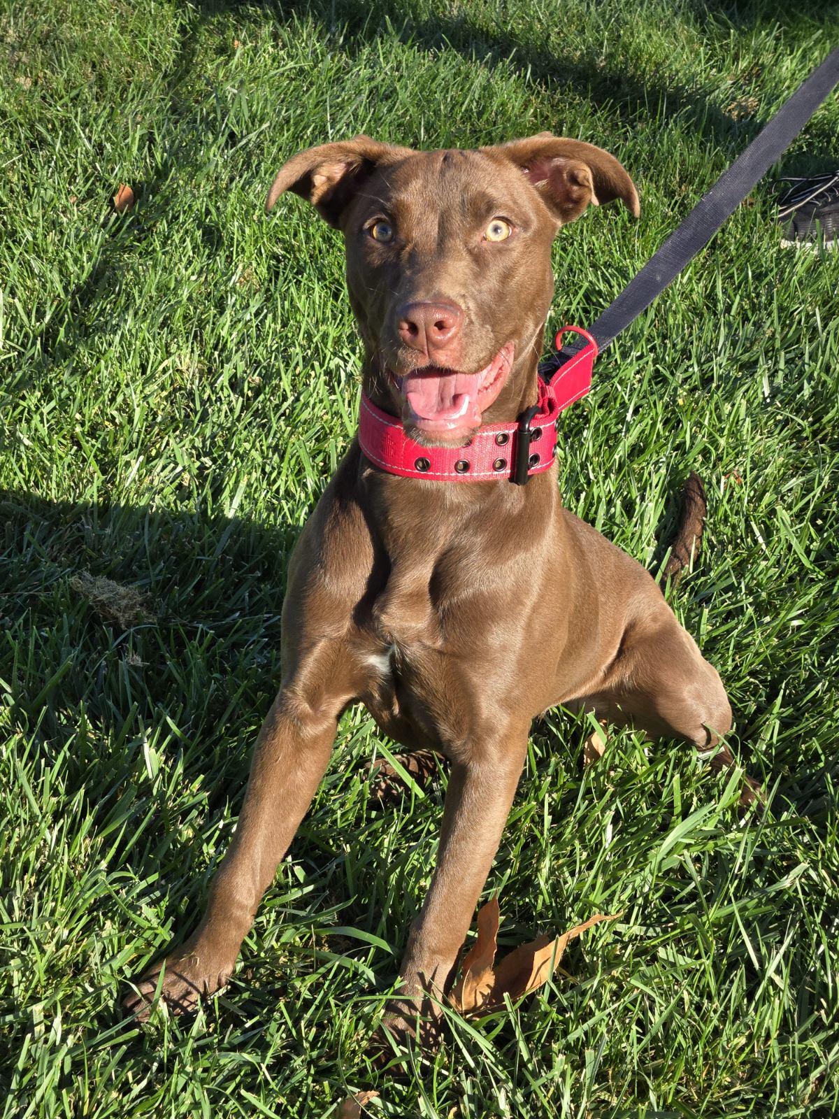 Enlarge Tootsie Pop, a Adoptable mixed breed in Yorkville, IL image 1/2