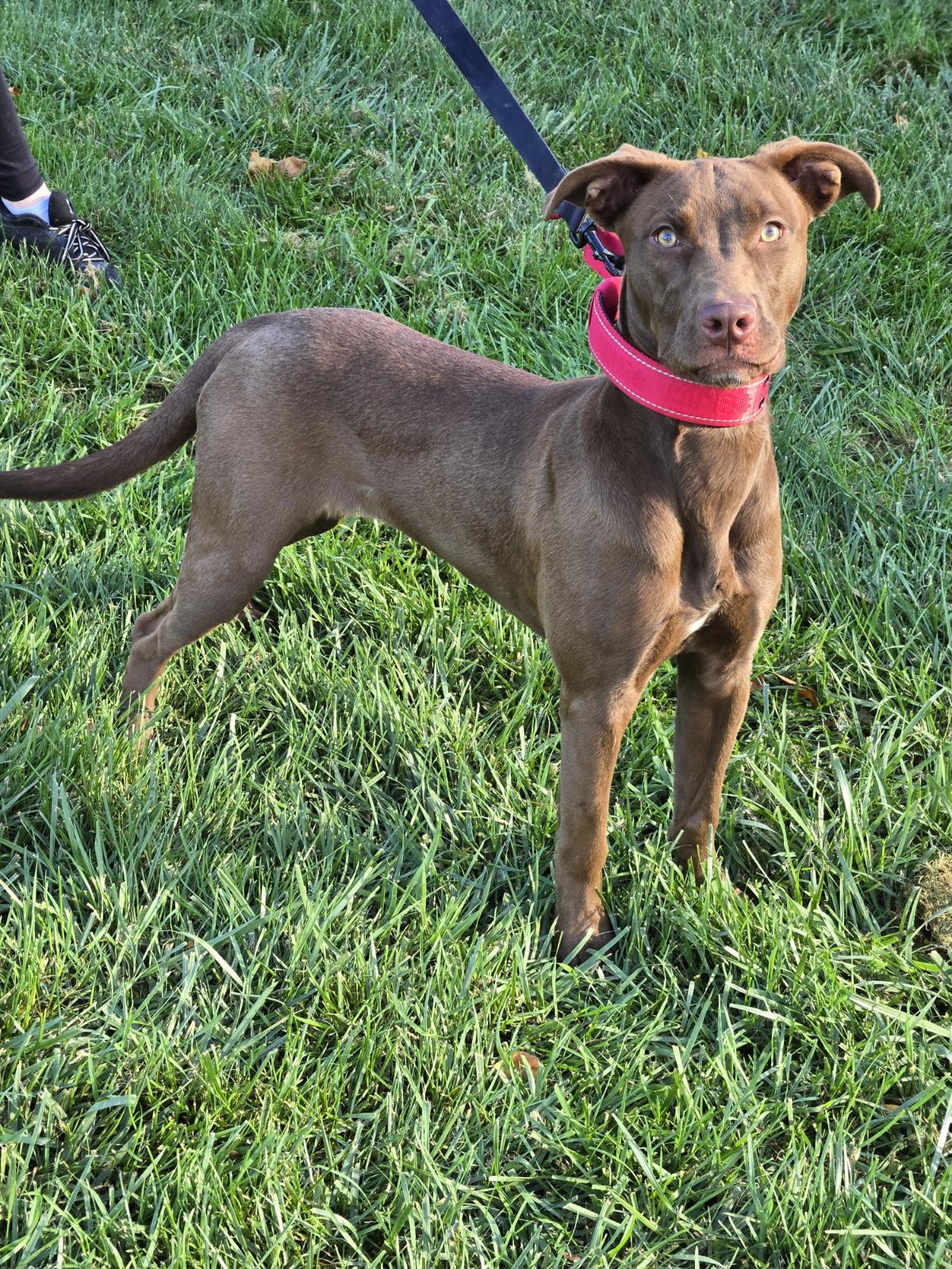 Enlarge Tootsie Pop, a Adoptable mixed breed in Yorkville, IL image 2/2