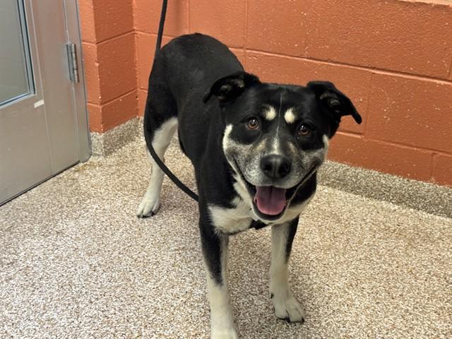 Enlarge CAIT, a Adoptable mixed breed in Pueblo, CO image 1/1