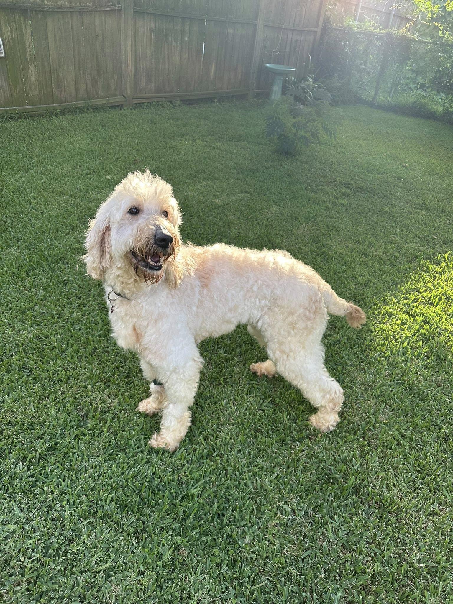 Maddie, ADOPTABLE, Adult Female Poodle & Golden Retriever.