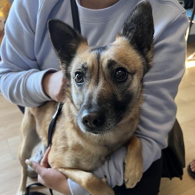 Enlarge 26-274 Matilda, a Adoptable mixed breed in Los Banos, CA image 1/1