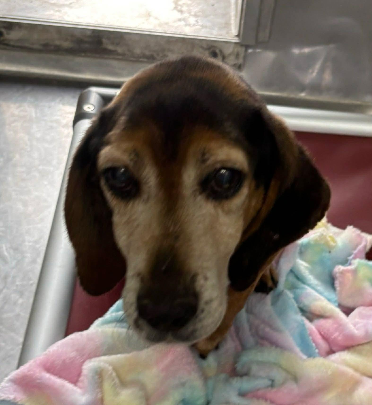 Scout - At shelter available 2/27 — thumbnail 2