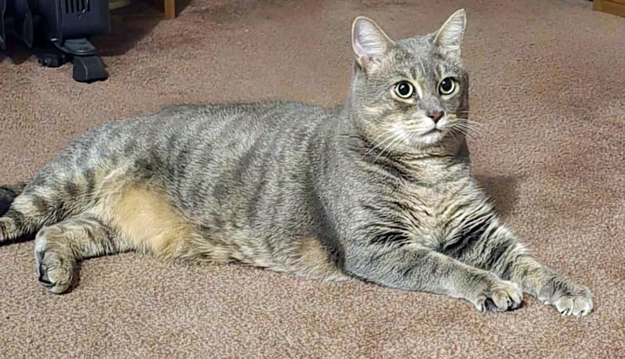 Panda, ADOPTABLE, Adult Male Domestic Short Hair.