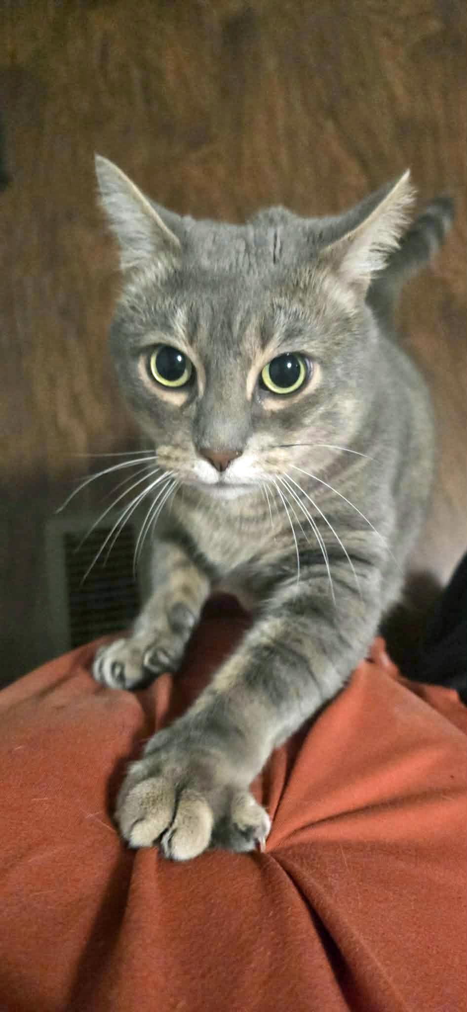 Enlarge Panda, a ADOPTABLE Domestic Short Hair in Morgantown, WV image 2/2