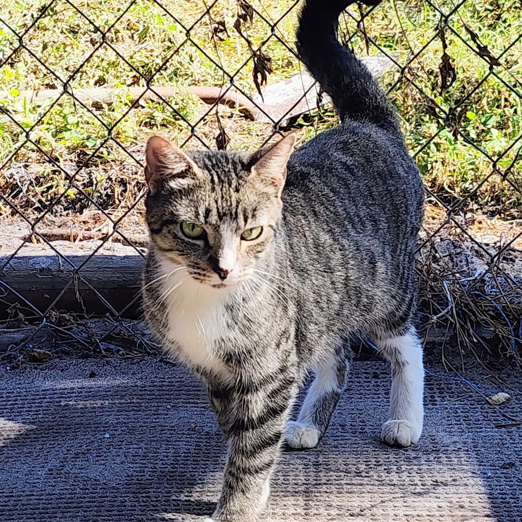 Clara, Adoptable, Young Female Domestic Short Hair.