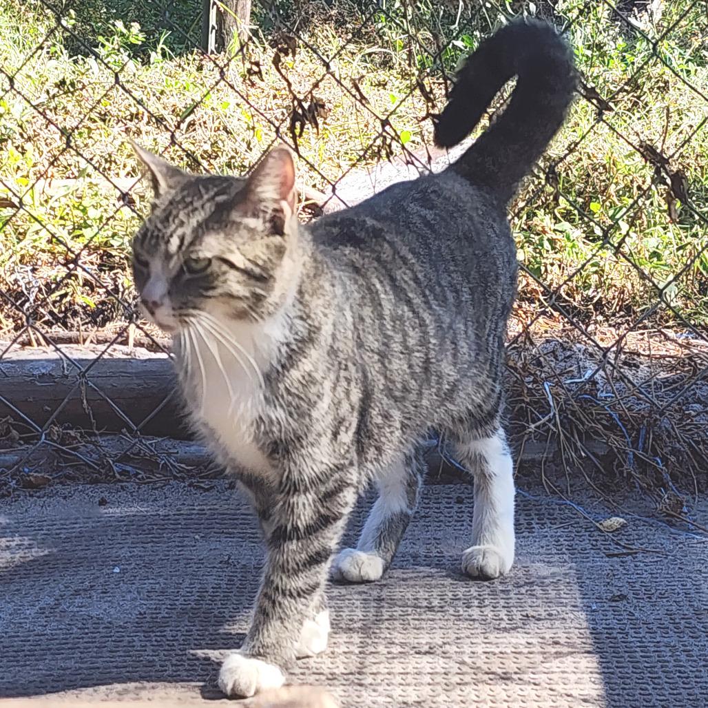 Enlarge Clara, a Adoptable Domestic Short Hair in Williston, FL image 3/3