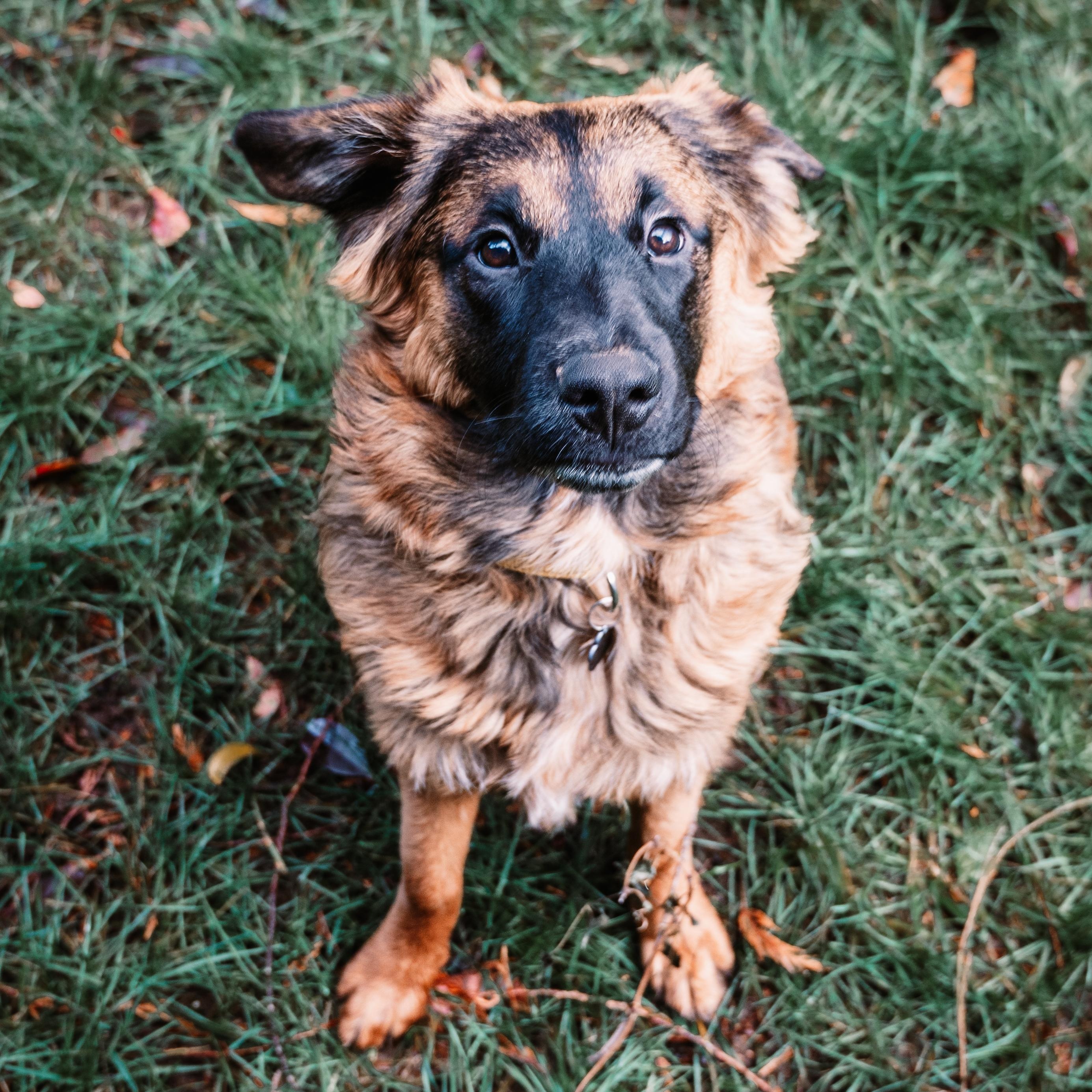 Enlarge Zia, a Adoptable mixed breed in Portland, OR image 5/6
