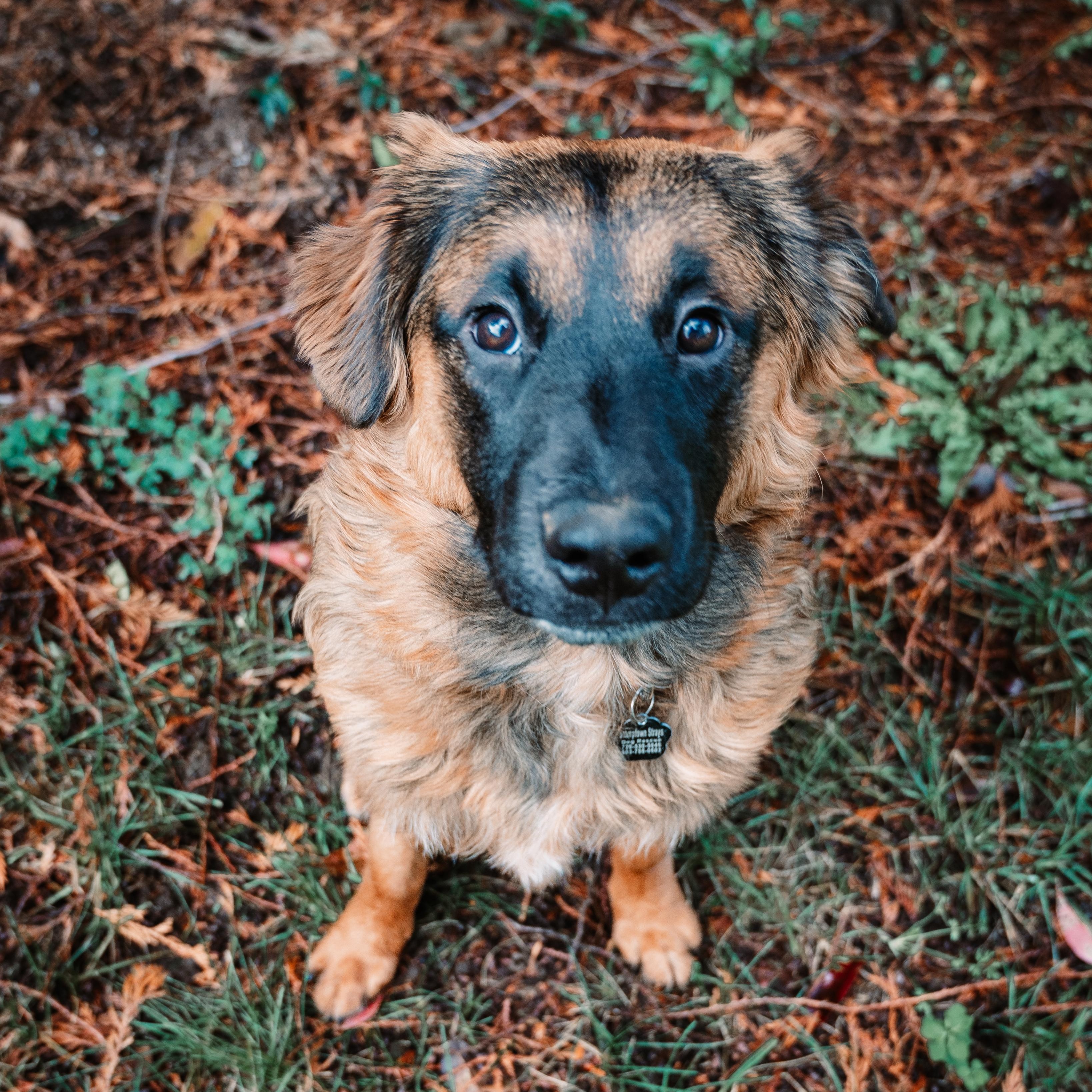 Enlarge Zia, a Adoptable mixed breed in Portland, OR image 2/6