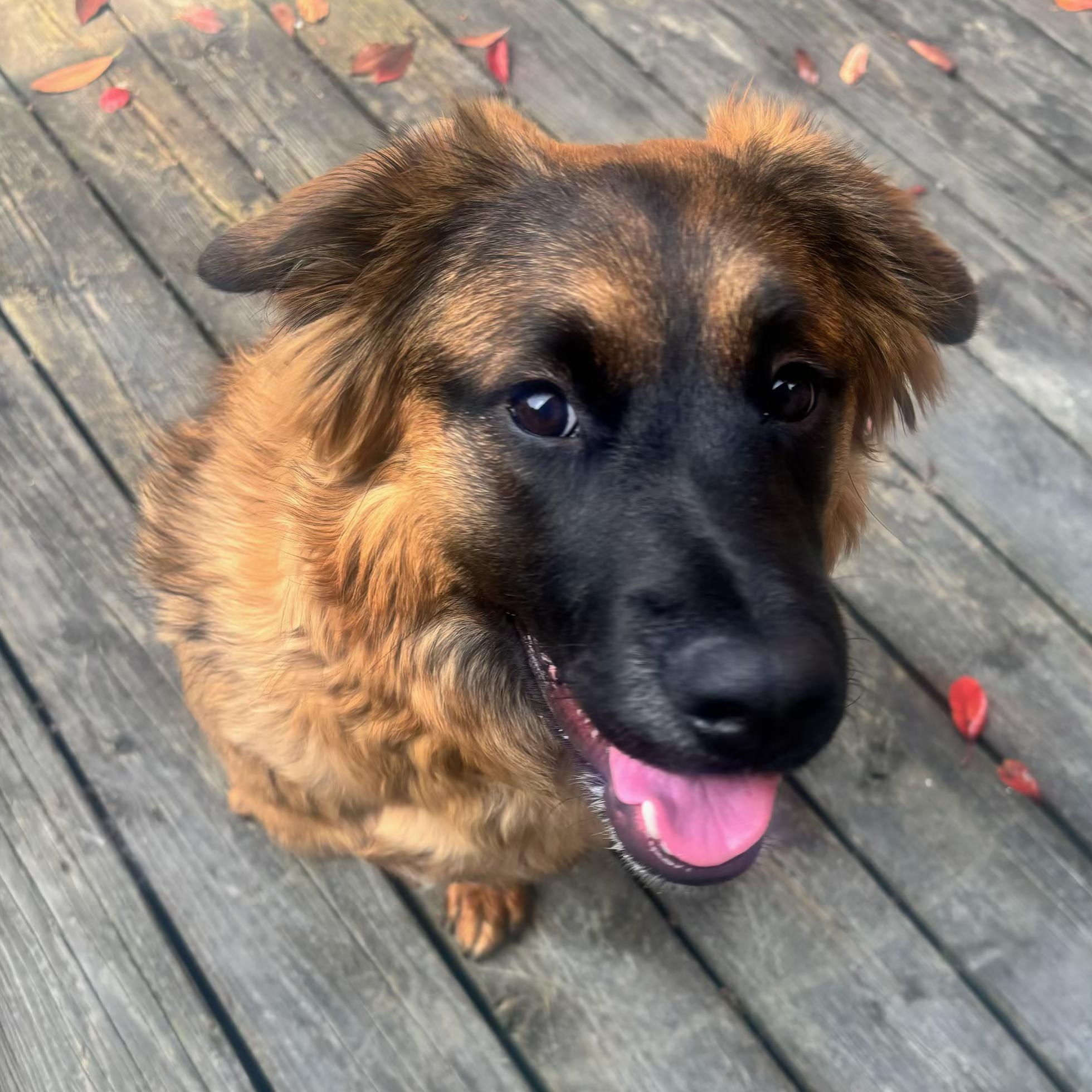 Enlarge Zia, a Adoptable mixed breed in Portland, OR image 6/6