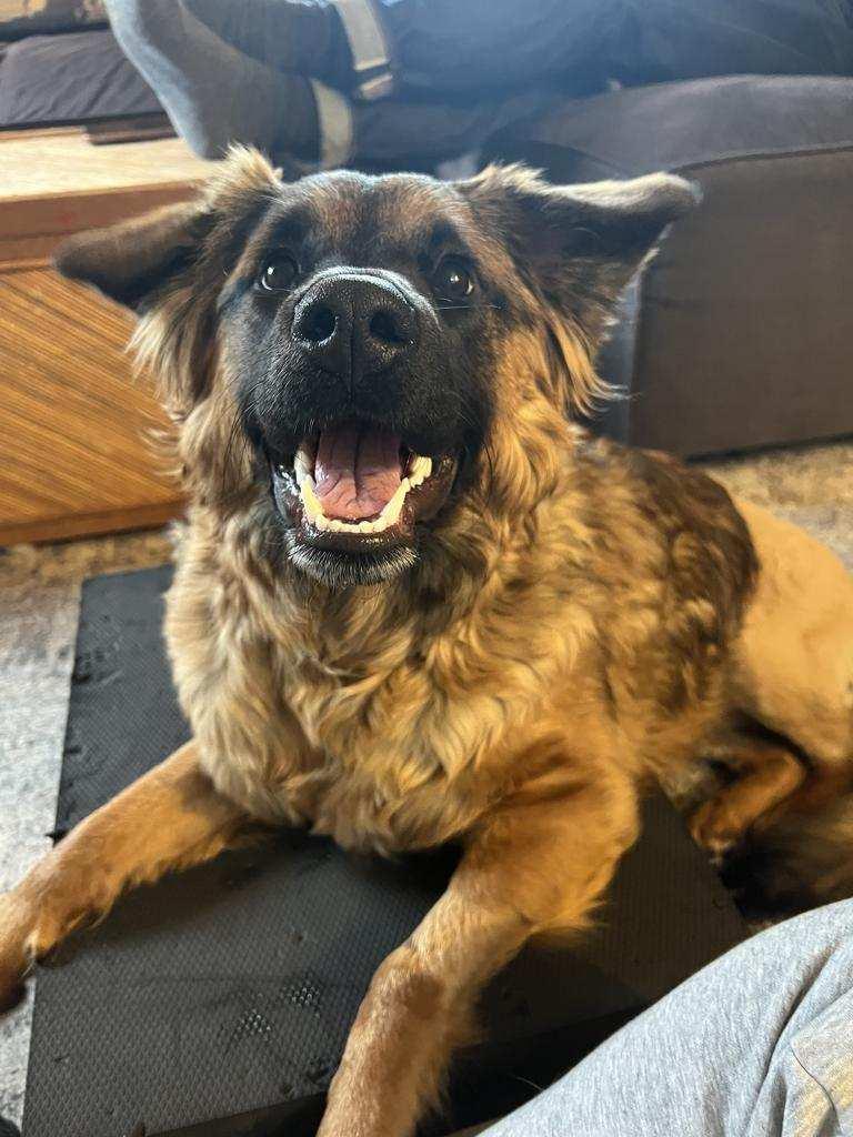 Zia, Adoptable, Puppy Female Shepherd.