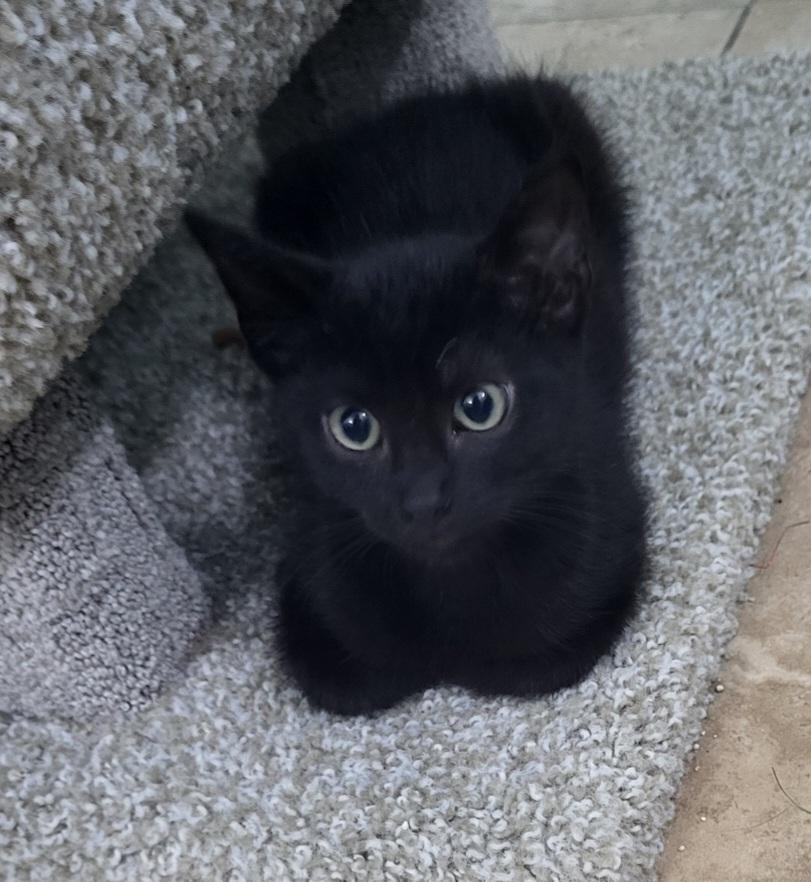 Poe, a Adoptable Domestic Short Hair in Mechanicsville , VA image 2/4