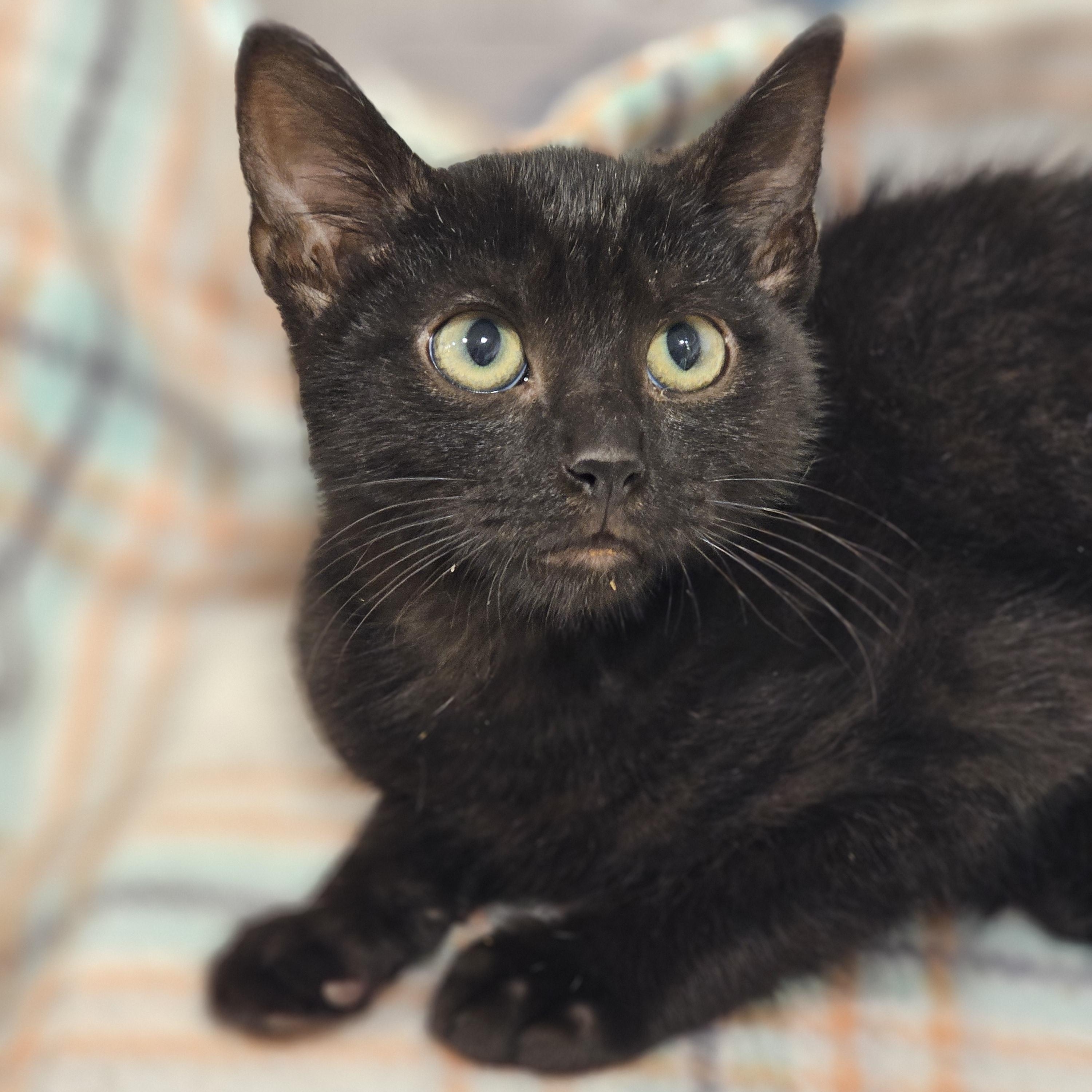 Poe, Adoptable, Young Male Domestic Short Hair.