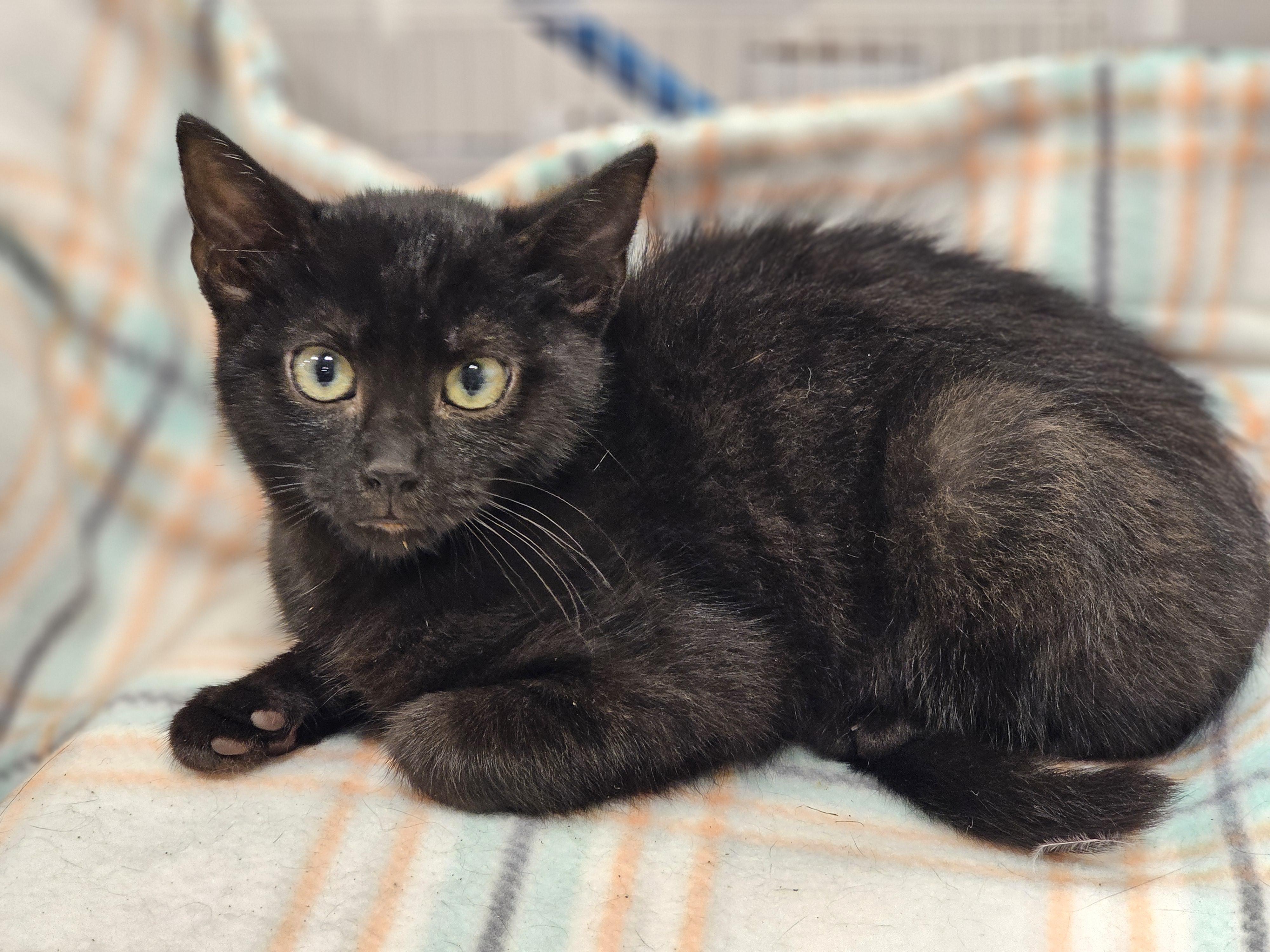 Poe, a Adoptable Domestic Short Hair in Mechanicsville , VA image 3/4