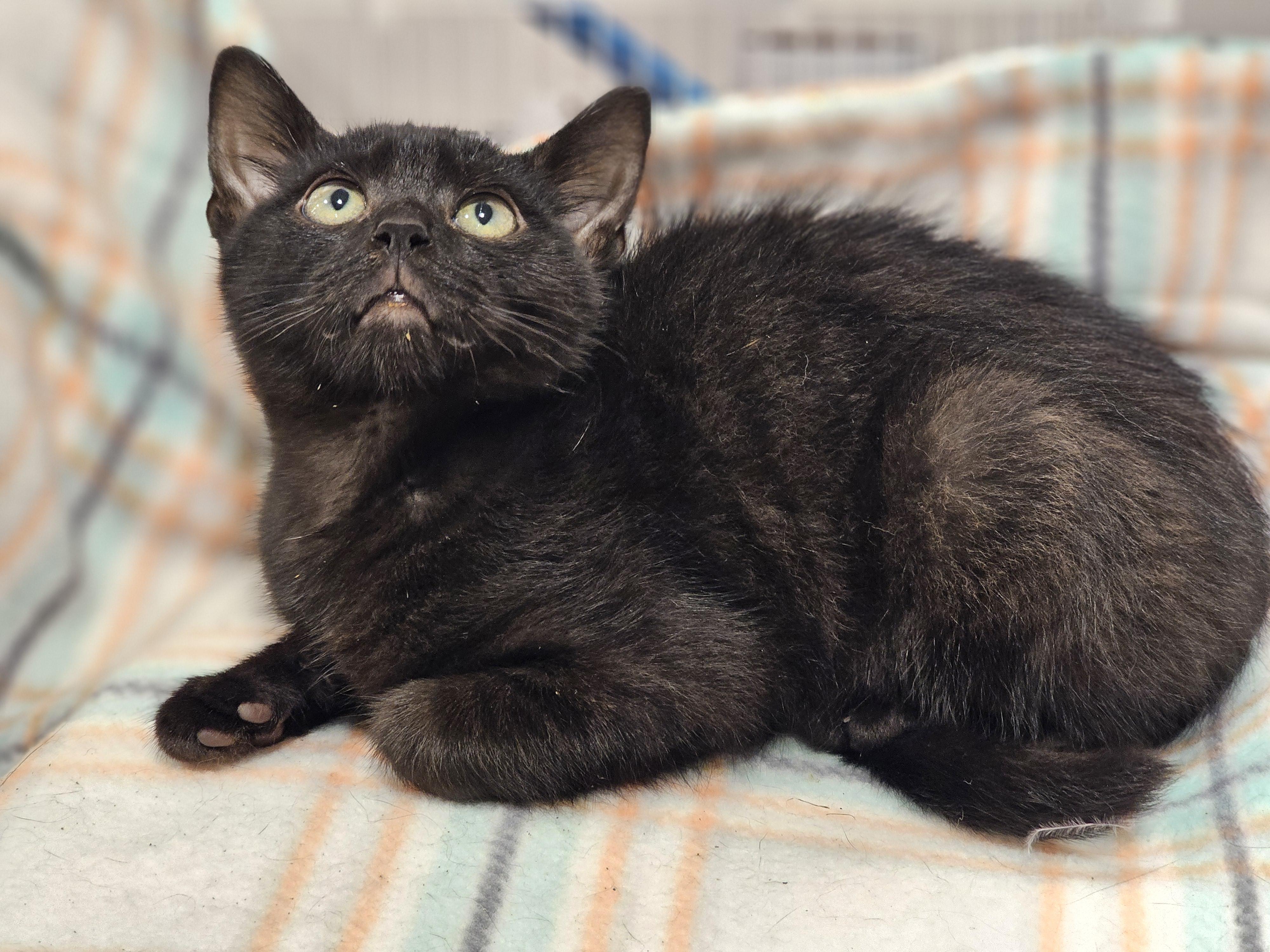 Poe, a Adoptable Domestic Short Hair in Mechanicsville , VA image 4/4