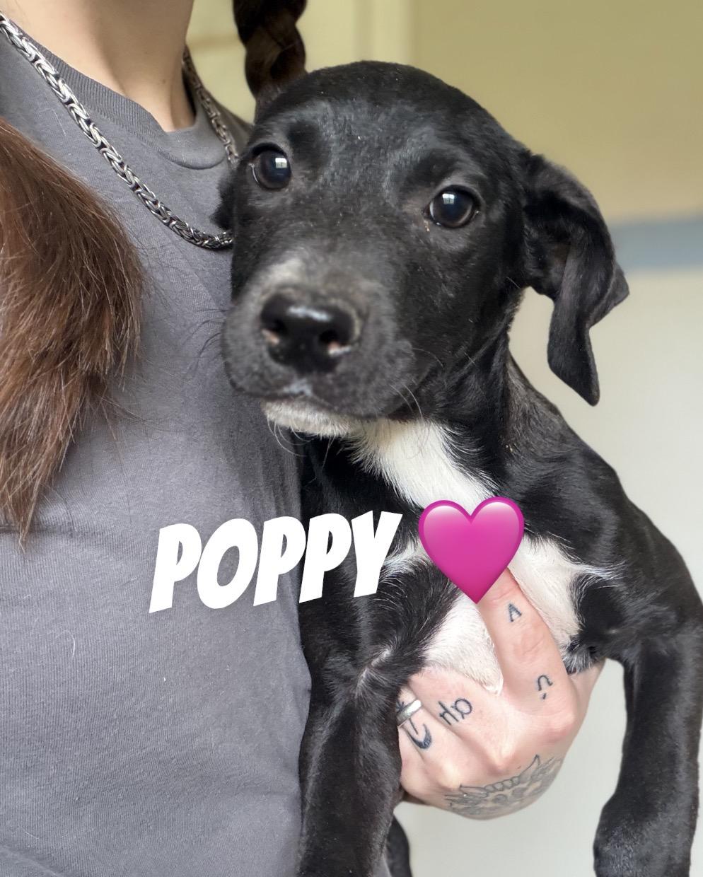 Poppy, Adoptable, Young Female Pit Bull Terrier & Dachshund.