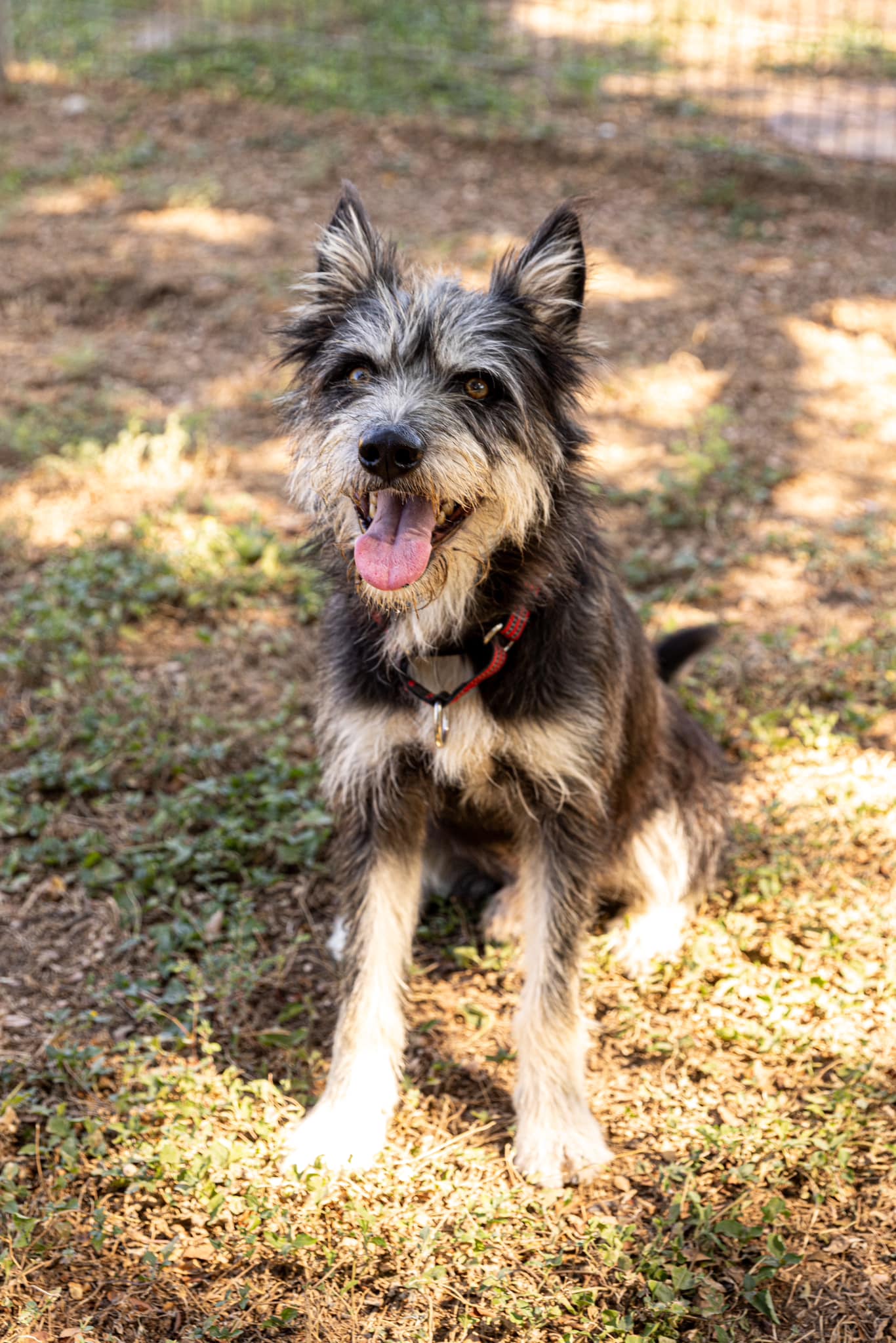 Wolfie, an adoptable Terrier in Bulverde, TX image 4/6