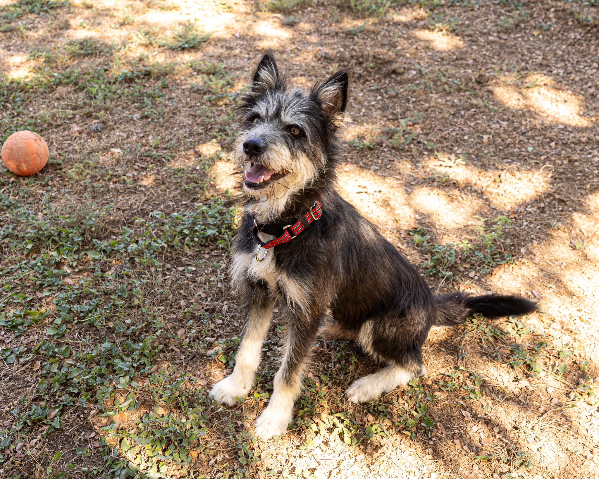 Wolfie, an adoptable Terrier in Bulverde, TX image 6/6