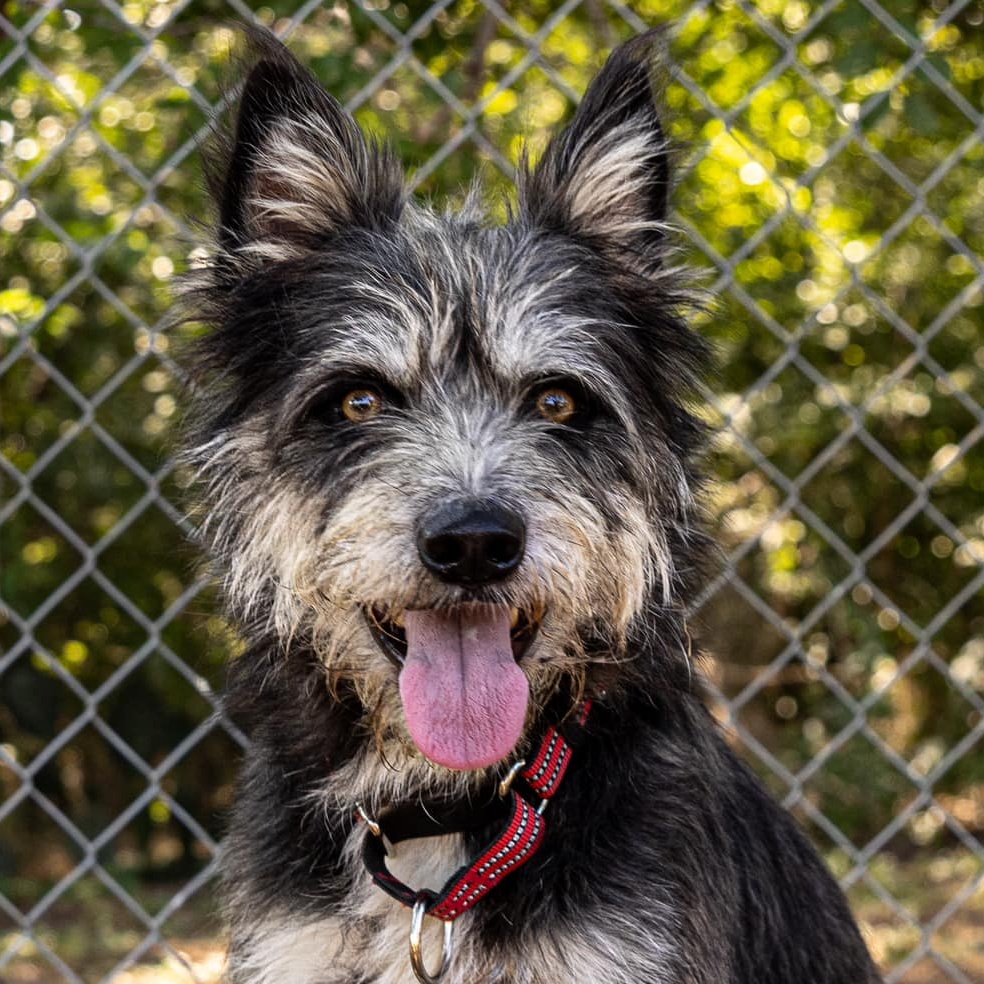 Wolfie, adoptable, Adult Male Terrier.