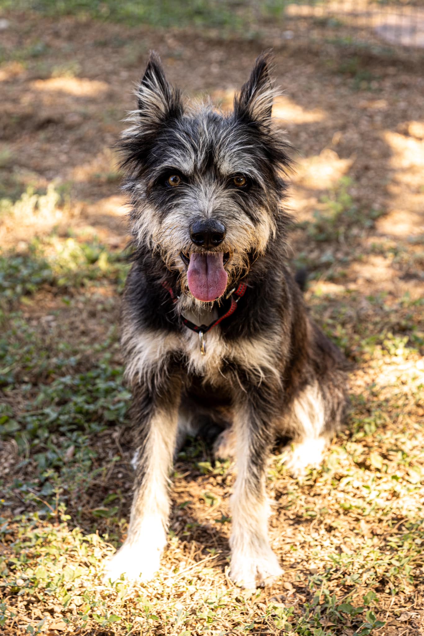 Wolfie, an adoptable Terrier in Bulverde, TX image 2/6