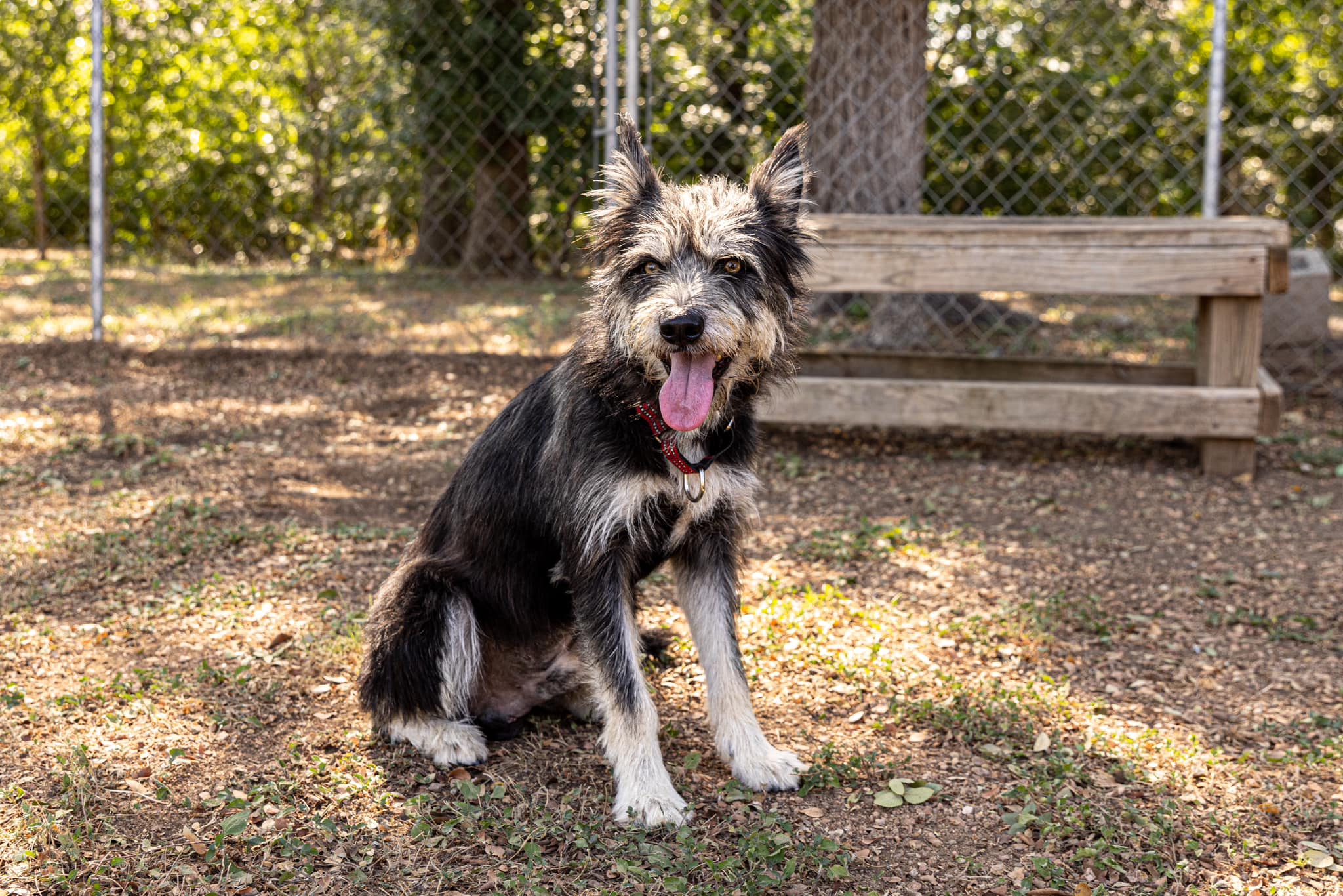 Wolfie, an adoptable Terrier in Bulverde, TX image 3/6