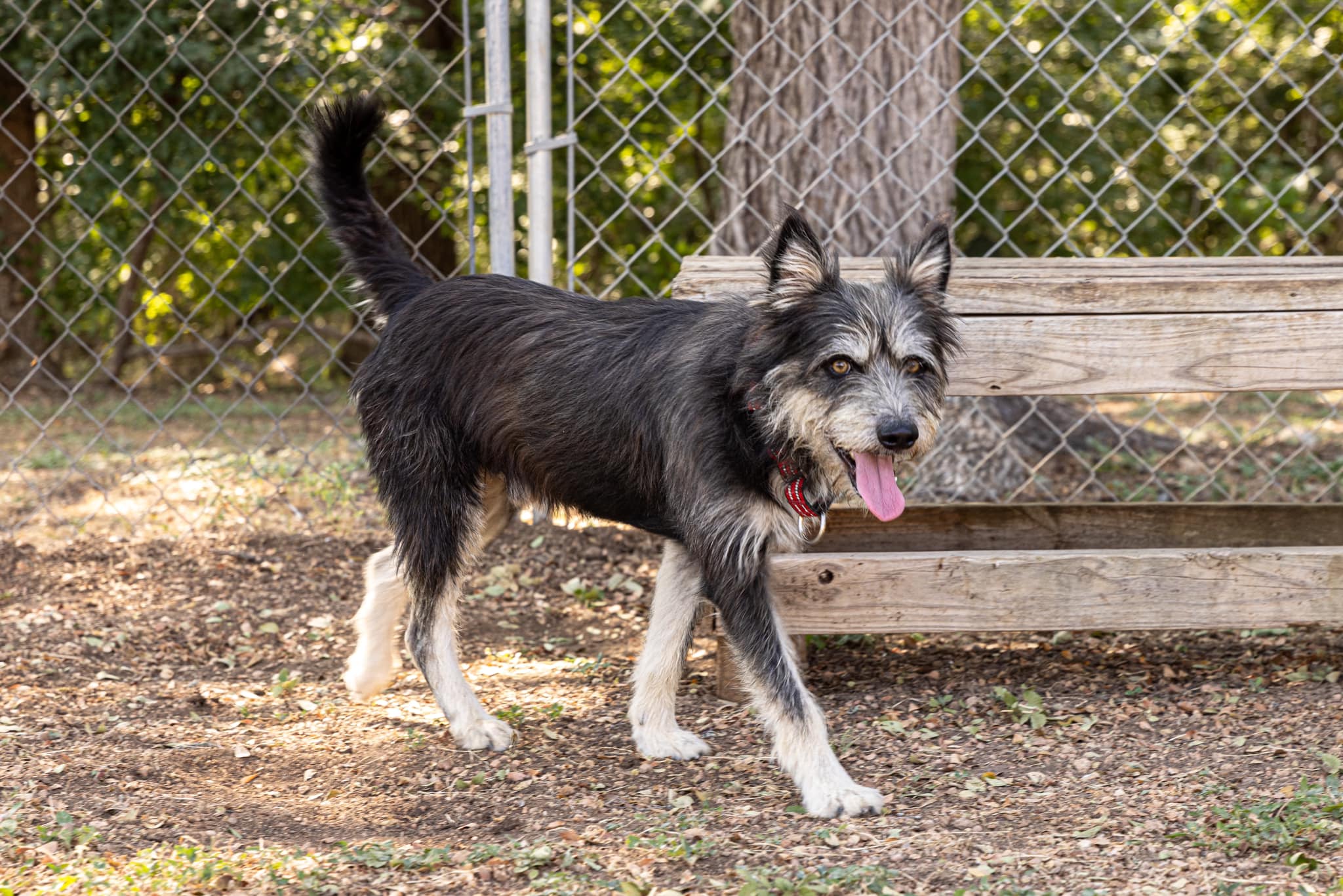 Wolfie, an adoptable Terrier in Bulverde, TX image 5/6