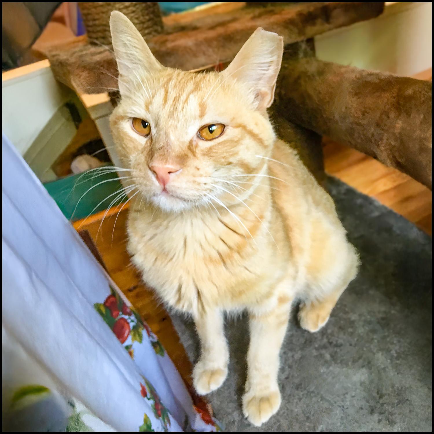 Berkshire 20, a Adoptable mixed breed in Roswell, GA image 1/3