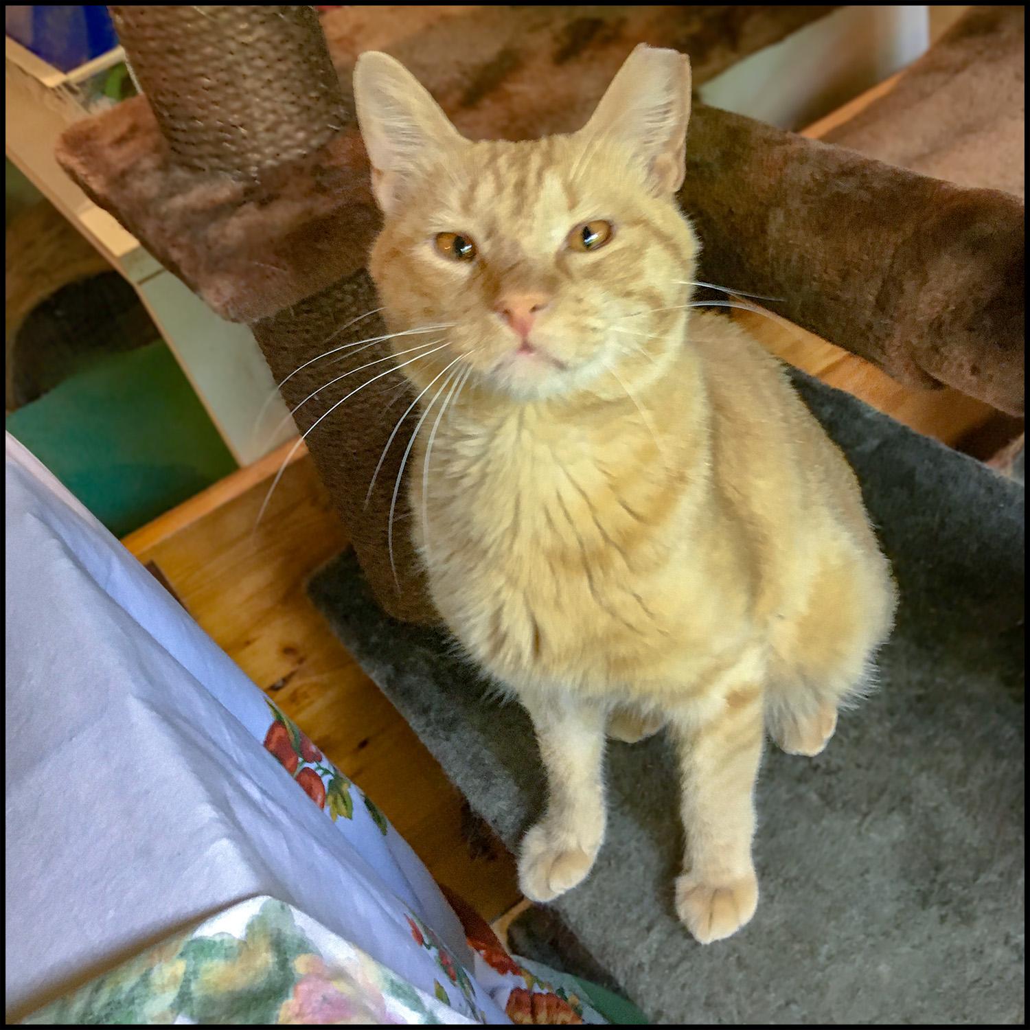 Berkshire 20, a Adoptable mixed breed in Roswell, GA image 2/3