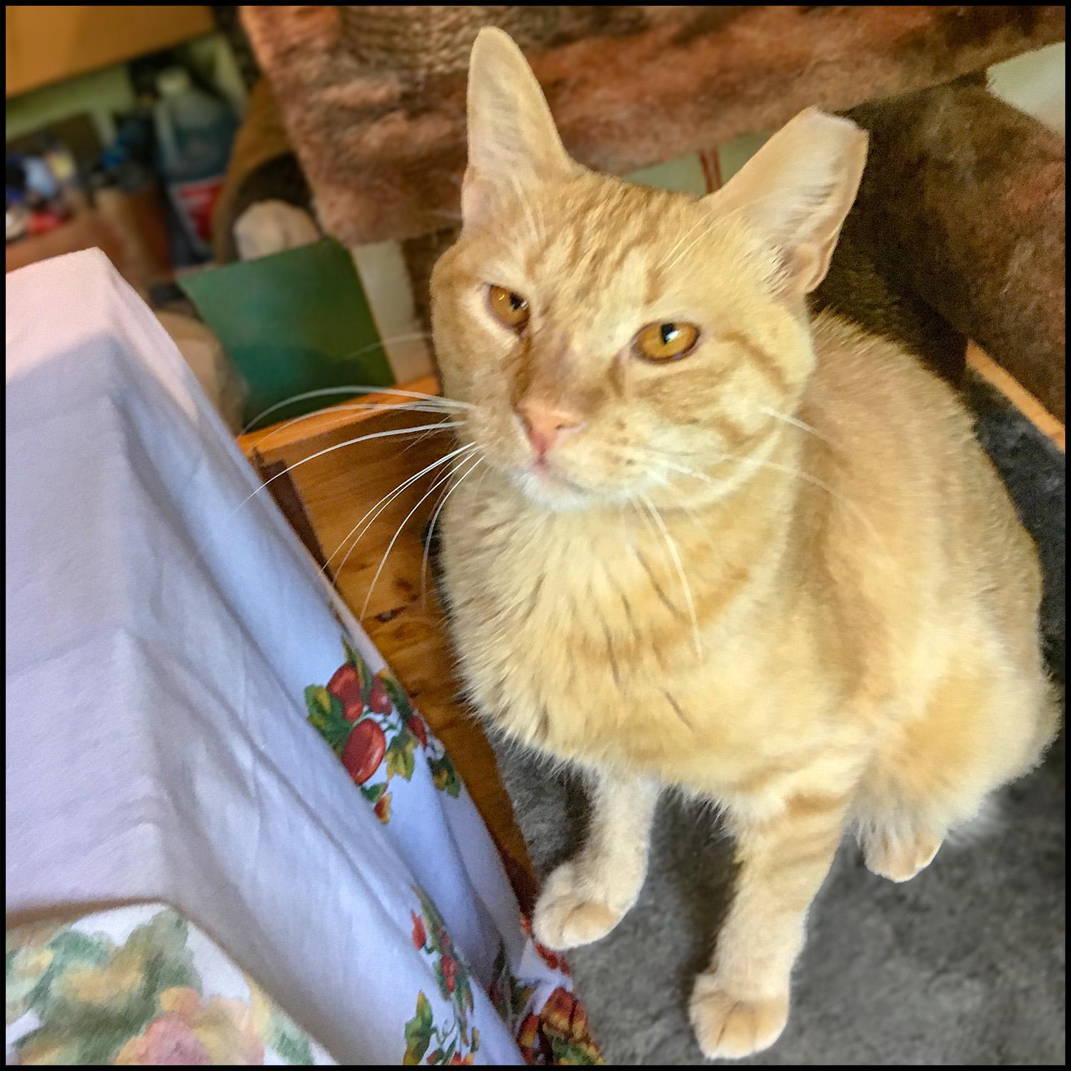 Berkshire 20, a Adoptable mixed breed in Roswell, GA image 3/3