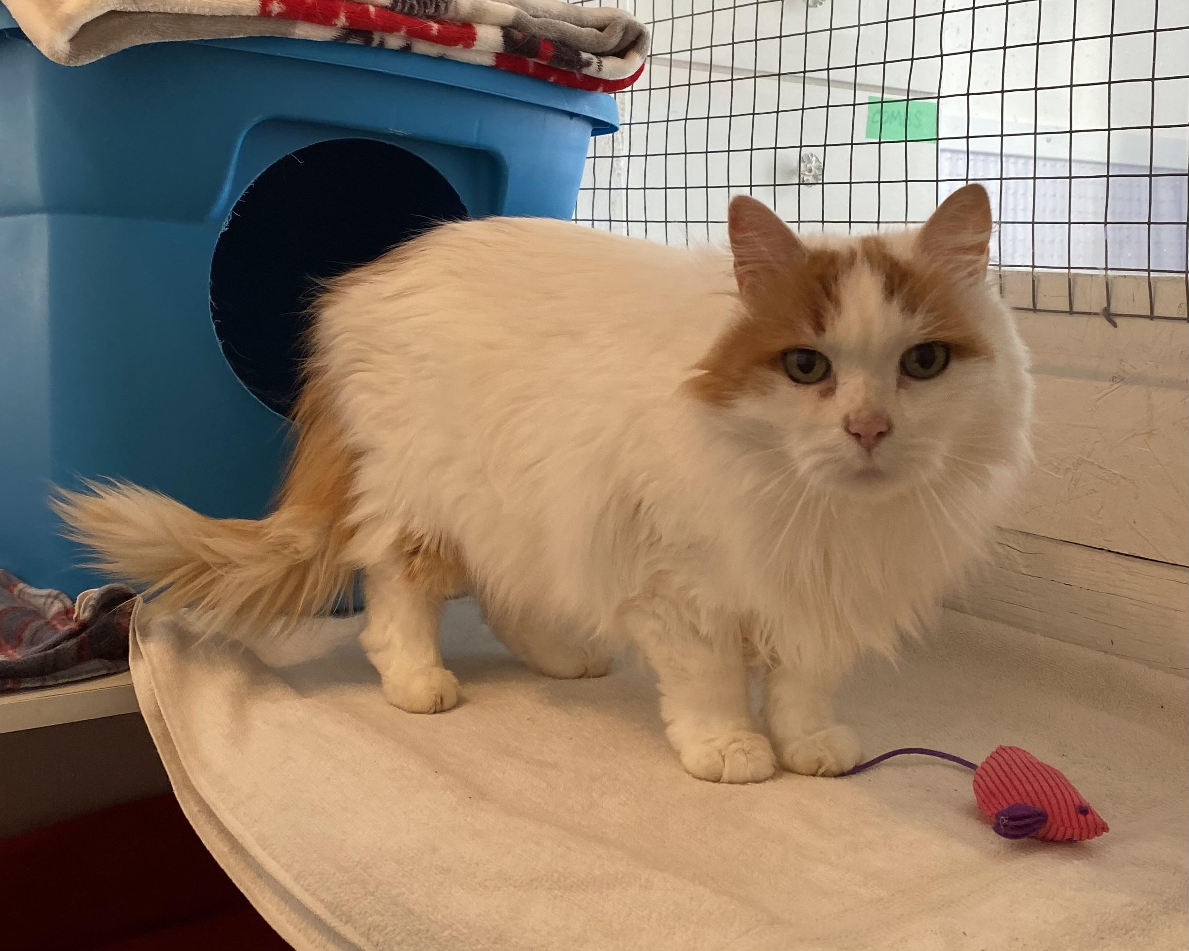 Enlarge Edward, a Adoptable Domestic Long Hair in Stanstead, QC image 1/4