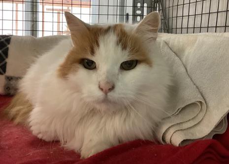Edward, Adoptable, Adult Male Domestic Long Hair.