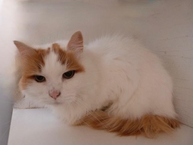 Edward, a Adoptable Domestic Long Hair in Stanstead, QC image 2/3