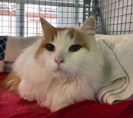 Edward, a Adoptable Domestic Long Hair in Stanstead, QC image 3/3