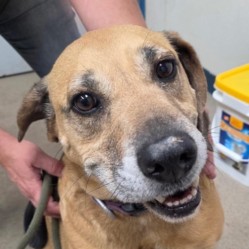 Enlarge Sniff, a ADOPTABLE mixed breed in Corydon, IN image 1/1