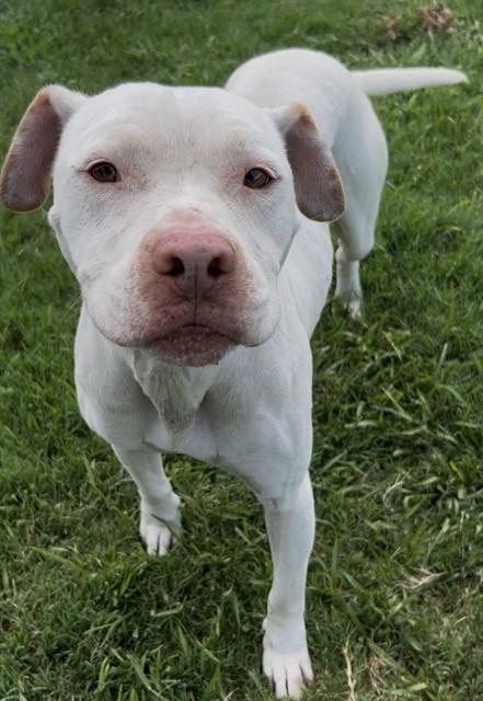 STARSKY, Adoptable, Adult Male Pit Bull Terrier.
