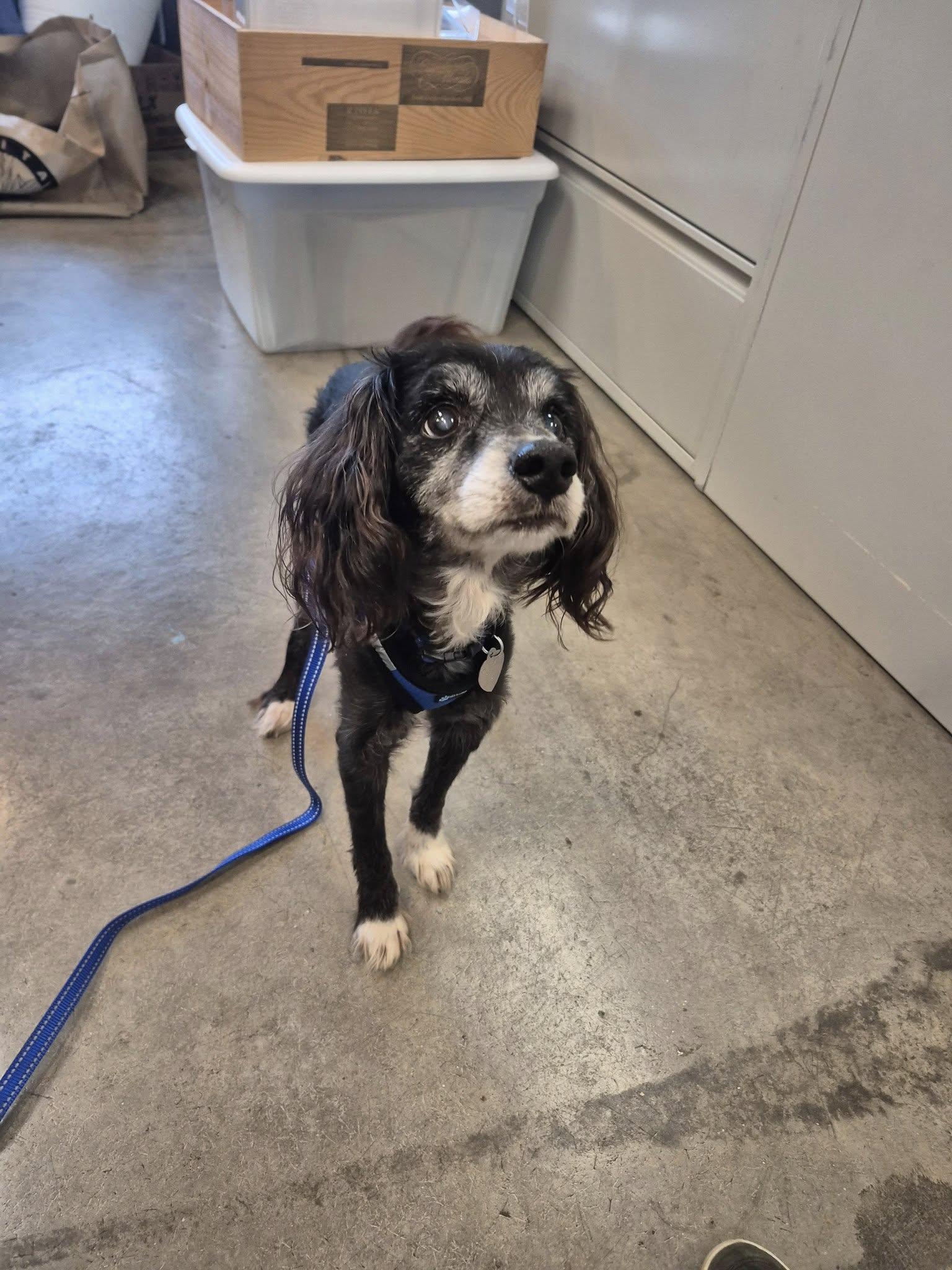 Enlarge Truman, a ADOPTABLE mixed breed in Scottsdale, AZ image 2/6