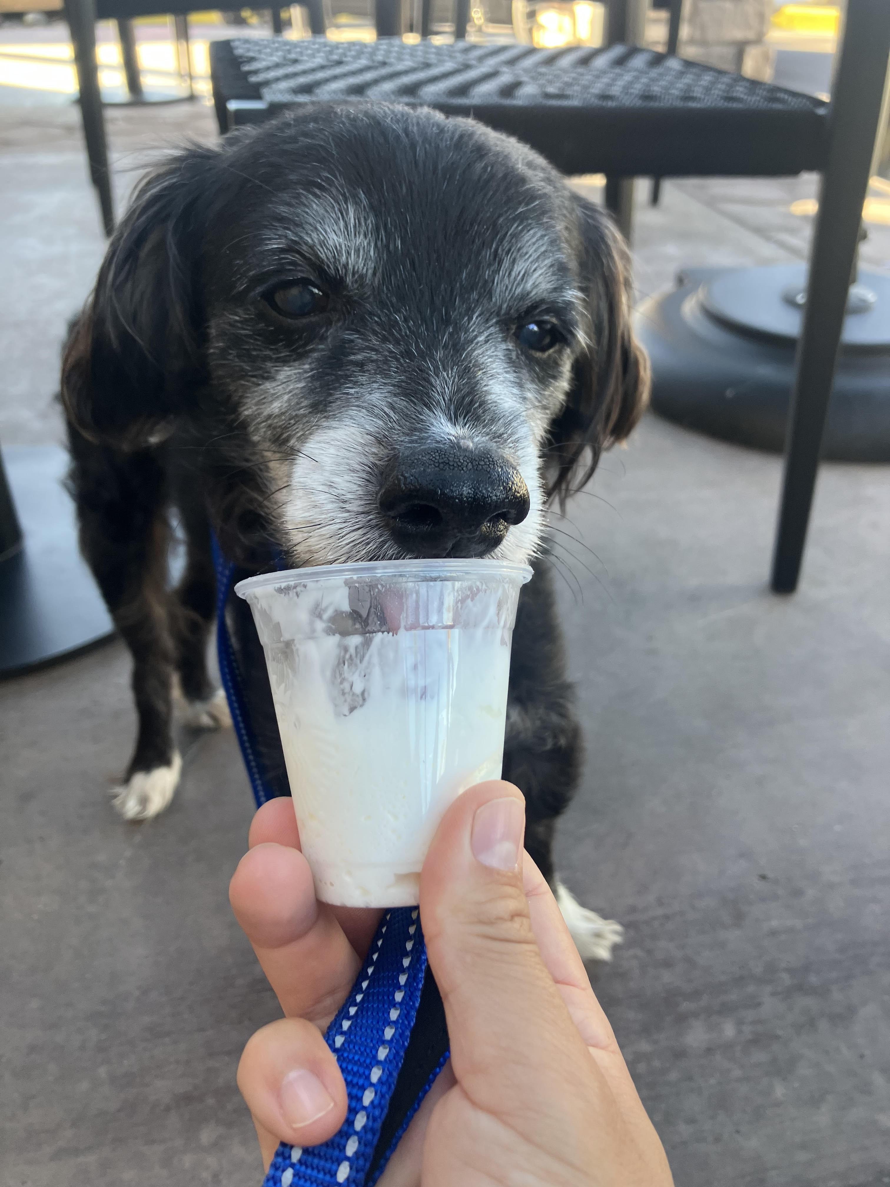 Enlarge Truman, a ADOPTABLE mixed breed in Scottsdale, AZ image 3/6
