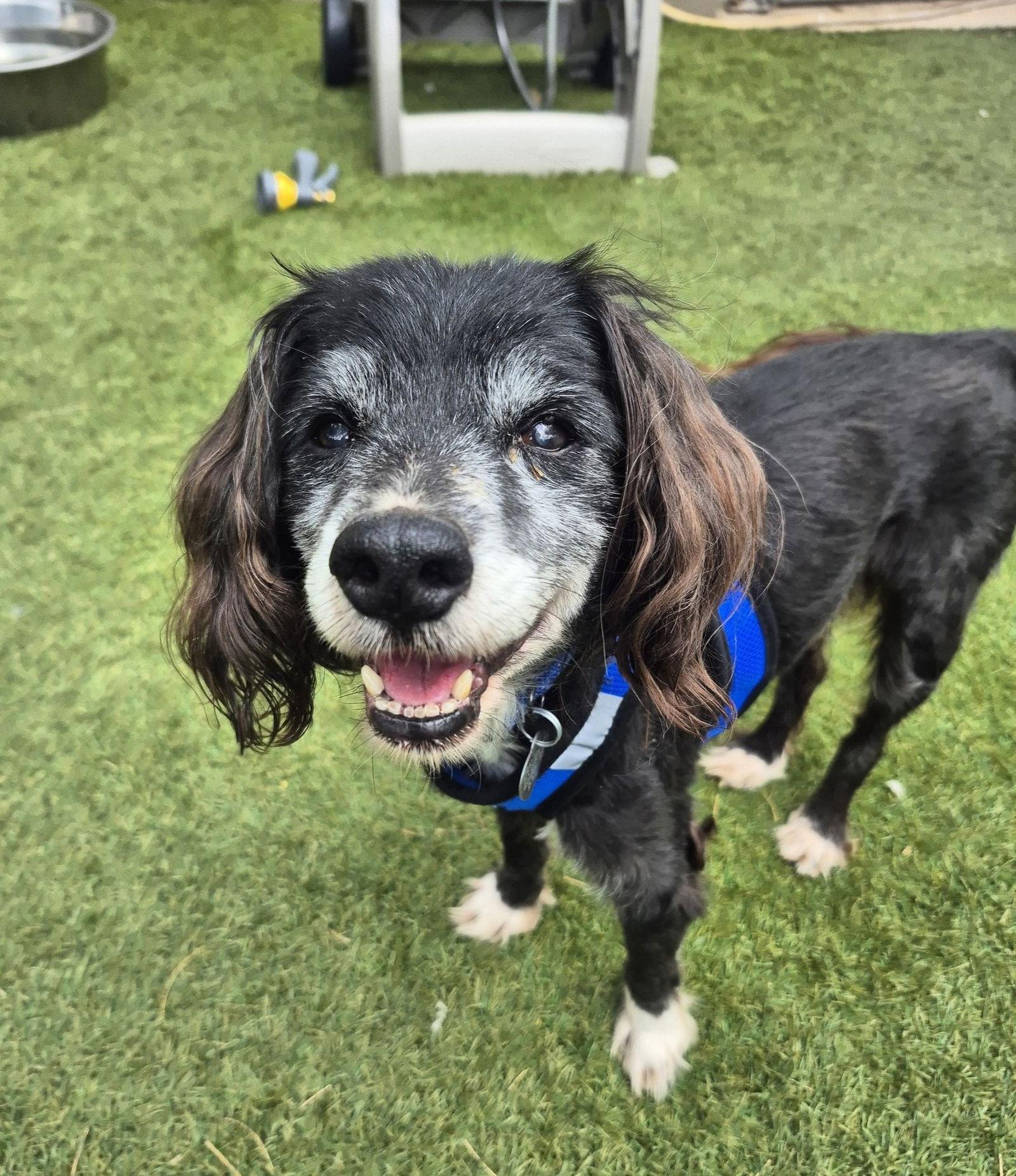 Truman, ADOPTABLE, Senior Male Spaniel.