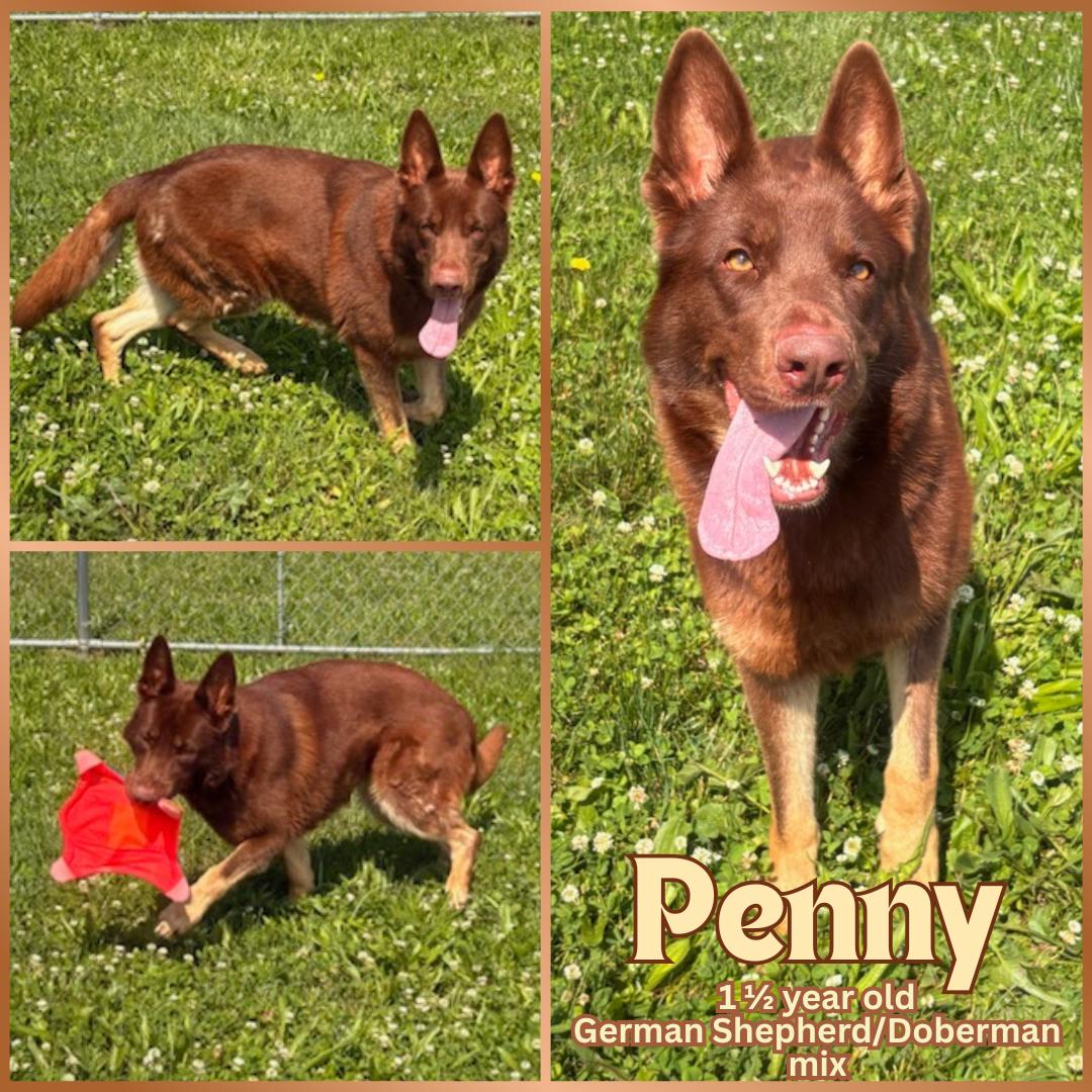 Penny, Young Female German Shepherd Dog