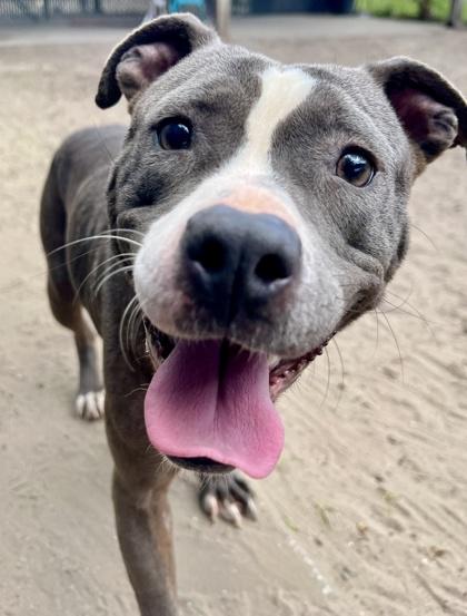 Suzie, a Adoptable mixed breed in Savannah, GA image 1/2