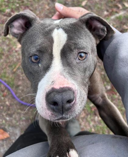 Suzie, a Adoptable mixed breed in Savannah, GA image 2/2