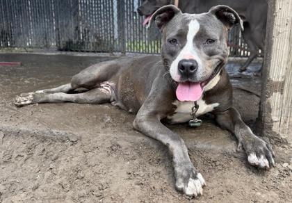 Enlarge Suzie, a Adoptable mixed breed in Savannah, GA image 1/3