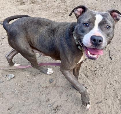 Enlarge Suzie, a Adoptable mixed breed in Savannah, GA image 3/3