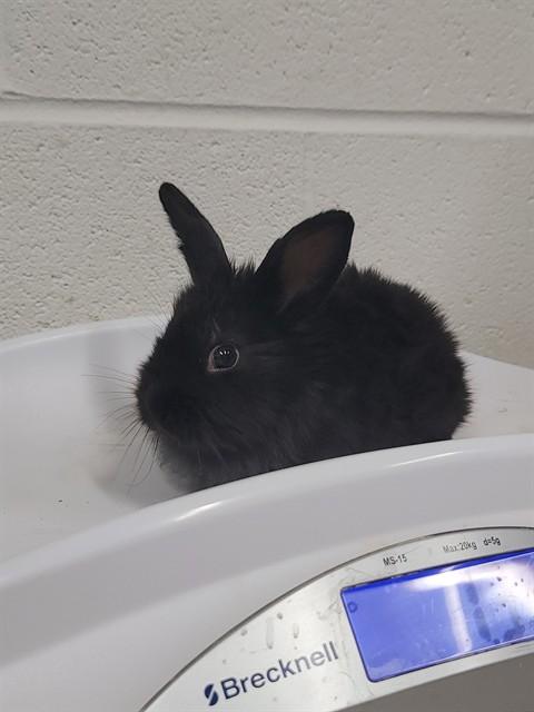 A516514, Adoptable, Young Female Bunny Rabbit.