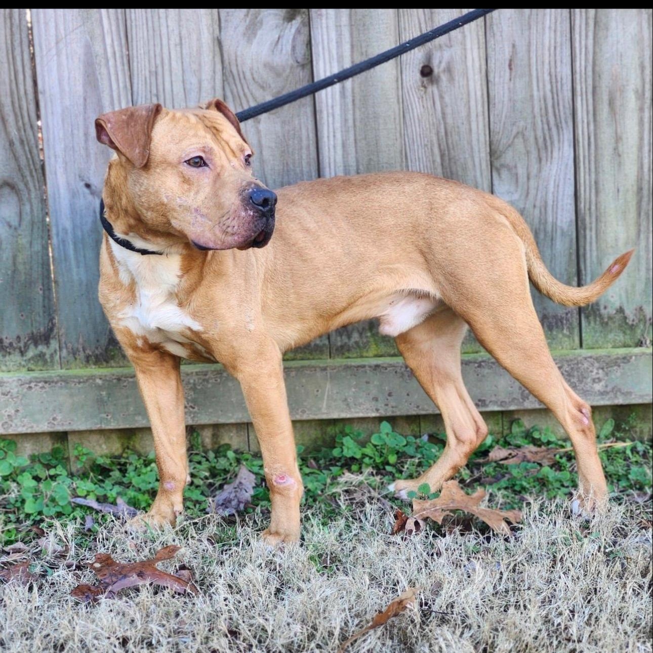 Enlarge Bowser, a Adoptable mixed breed in CUMMING, GA image 3/5