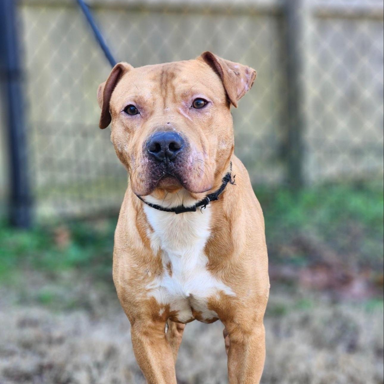 Enlarge Bowser, a Adoptable mixed breed in CUMMING, GA image 4/5