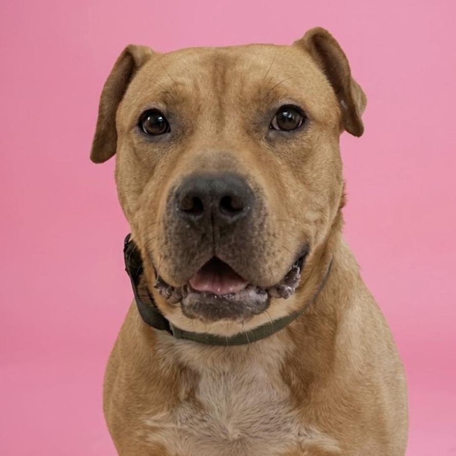 Bowser, Adoptable, Adult Male Pit Bull Terrier.