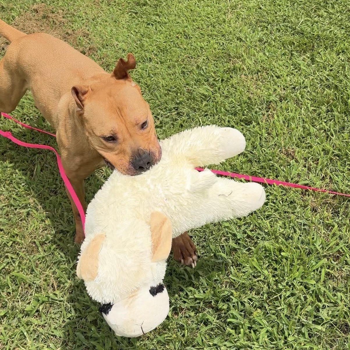 Bowser, a Adoptable mixed breed in CUMMING, GA image 4/4