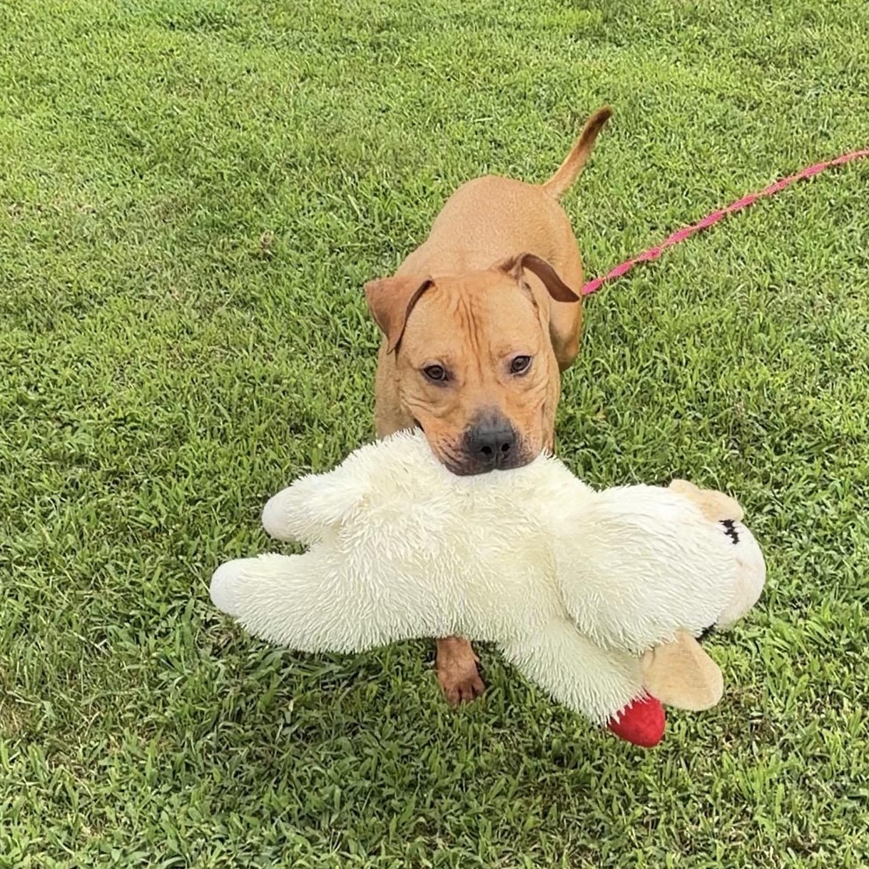 Bowser, a Adoptable mixed breed in CUMMING, GA image 3/4